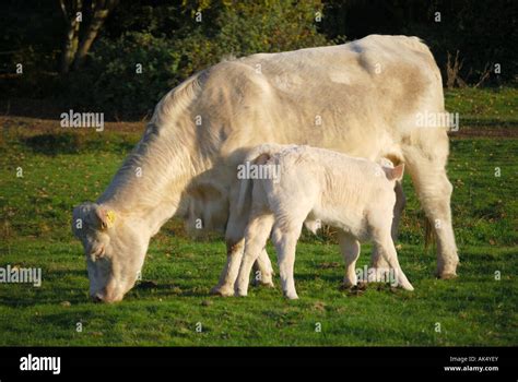 Free Roaming Charolais Cow And Calf New Forest Hampshire England