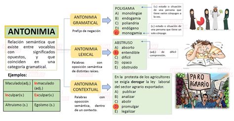 Mapa Conceptual De Sinonimia Y Antonimia Razonamiento Verbal