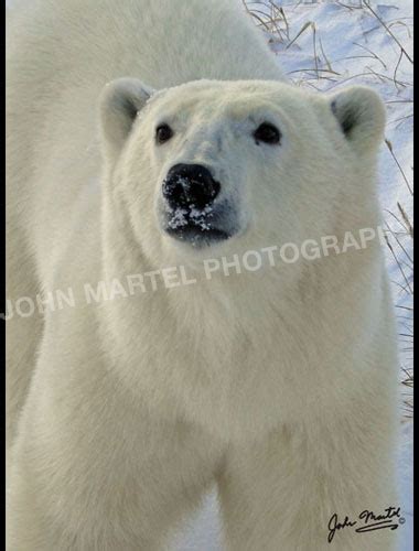 Polar Bear face closeup – JOHN MARTEL PHOTOGRAPHY