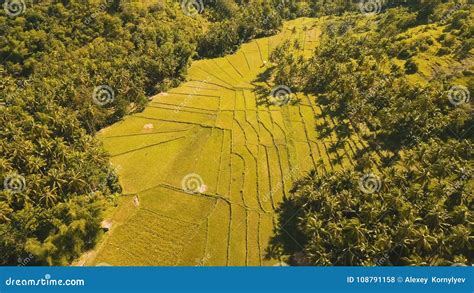 Aerial View of a Rice Field. Philippines, Bohol. Stock Photo - Image of ...