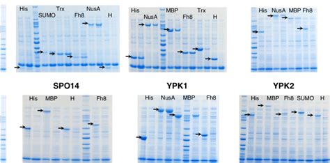 Sds Page Analysis Of The Total Lysate And Supernatant Samples From The