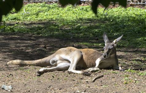 Cleveland Metroparks Zoo 06 05 2014 Red Kangaroo 1 Flickr