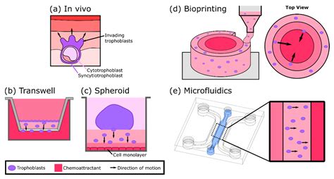 Modelling The Human Placental Interface In Vitro—a Review