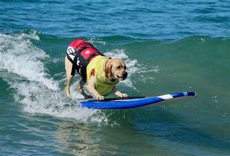 Where to watch the World Dog Surfing Championships in California 2018