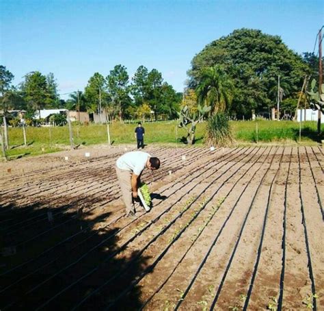 Compost Una Forma De Recuperar Suelos Degradados Y Aprovechar Residuos