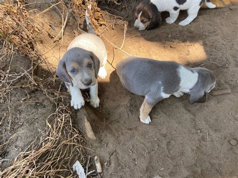 Beagles for sell in Elgin - Puppies for Sale Near Me