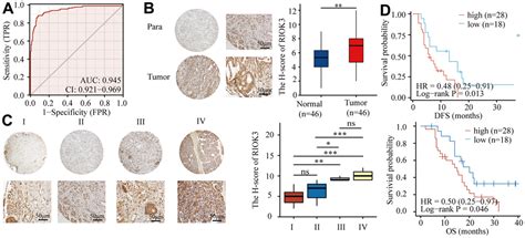 RIOK3 Promotes MTORC1 Activation By Facilitating SLC7A2 Mediated