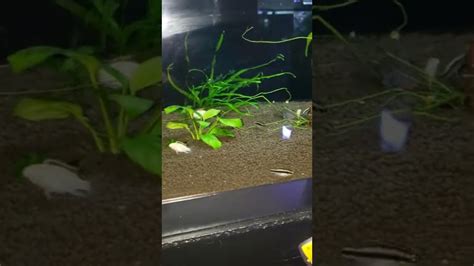 Albino Kribensis 8 26 22 YouTube