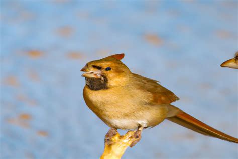 Cómo influyen los cambios en el uso de la tierra en la presencia de