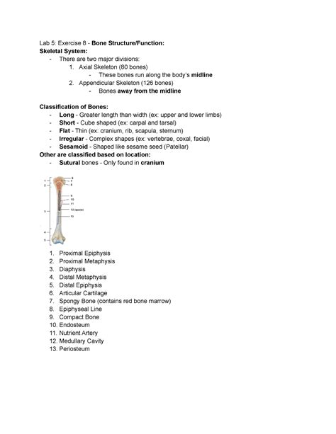 Anatomy And Physiology Lab Lab 5 Excercise 8 Lab 5 Exercise 8 Bone