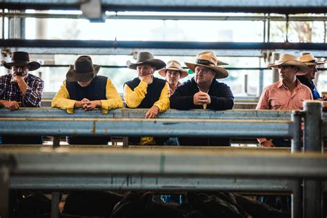 Livestock Ray White Rural And Livestock Dalby