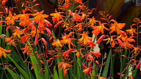 Crocosmia varieties: 16 gorgeous types of montbretia to try | Gardeningetc