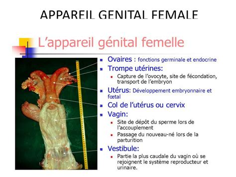 Solution Appareil Genital Feminin Studypool