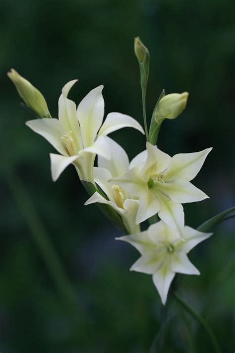 Gladiolus Tristis Chelsea Flower Show Gladiolus African Plants