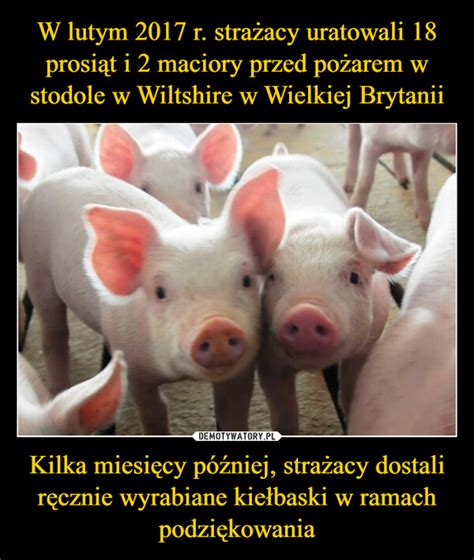 W lutym 2017 r strażacy uratowali 18 prosiąt i 2 maciory przed pożarem