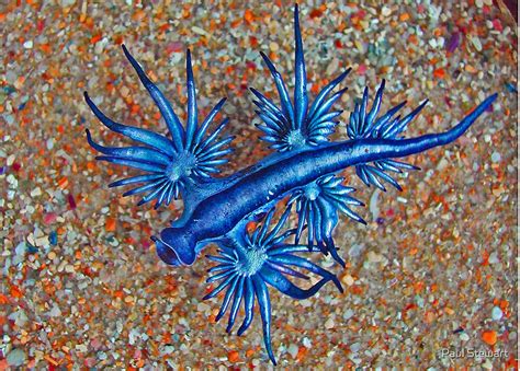 "Glaucus Atlanticus" by Paul Stewart | Redbubble