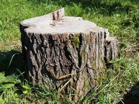 7 способов убрать пень с участка без корчевания