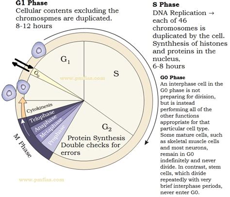 Mitosis Cell Cycle Cell Division Pmf Ias