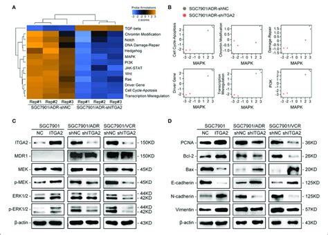 The Effect Of Itga2 On The Mapk Pathway In Gc Cells Ab Heatmap