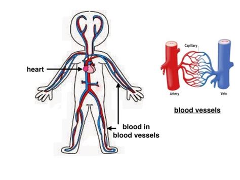 P5 Human Circulatory System Flashcards Quizlet