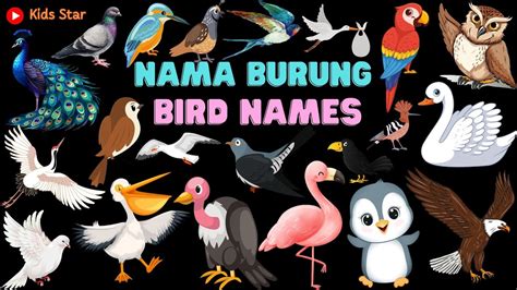 Belajar Mengenal Nama Nama Burung Learning The Name Of Birds