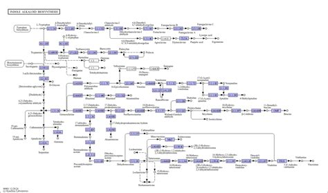 Kegg Pathway Indole Alkaloid Biosynthesis