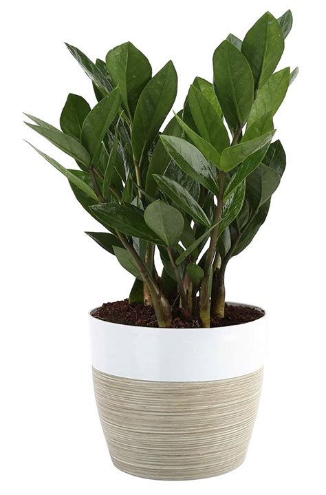 Costa Farms Plants For Sale - Plant Ideas