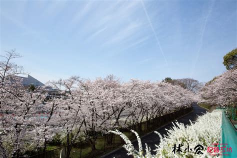 日本追逐櫻花之旅】關西十天九夜賞櫻冒險之旅 大阪萬博紀念公園 賞櫻之旅 虹色の旅行時光