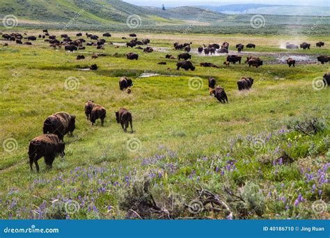 American Bison Herds stock photo. Image of herds, meadow - 40186710