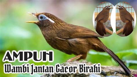 Burung Wambi Jantan Birahi Gacor Full Suara Isian Youtube