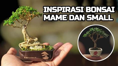 Inspirasi Bonsai Mame Sancang Lainya Youtube