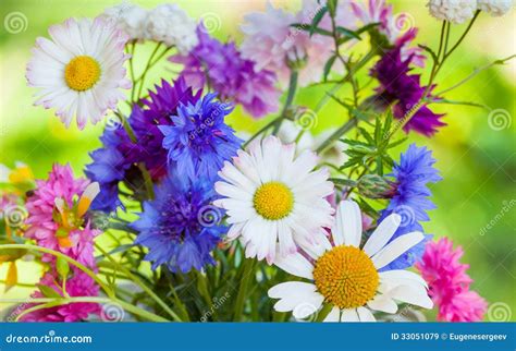 Bright Colorful Summer Flowers Royalty Free Stock Images - Image: 33051079