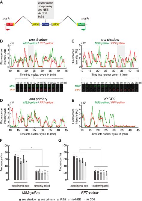 Enhancer Control Of Transcriptional Bursting Cell