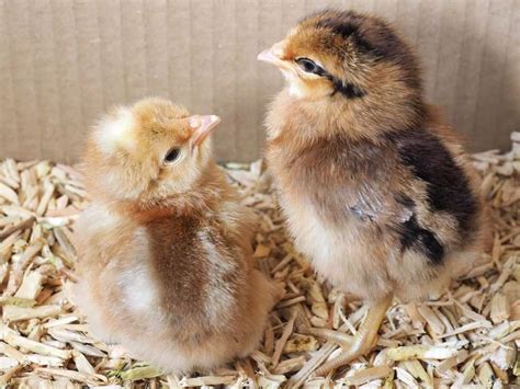 Welbar For Sale | Chickens | Breed Information | Omlet