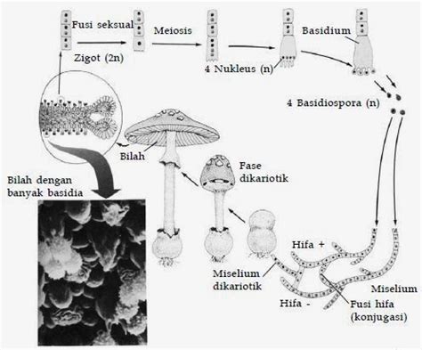 Klasifikasi Jamur Biologi Indonesia