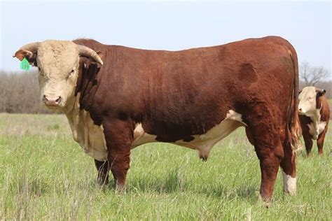 Circle Y Herefords Bulls For Sale