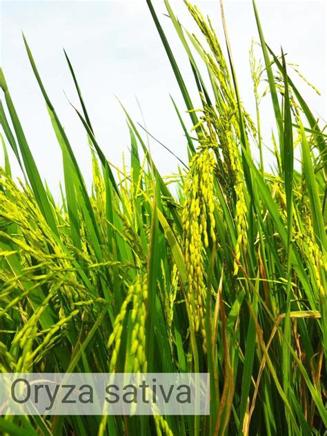 Oryza sativa plant 20991416 Stock Photo at Vecteezy