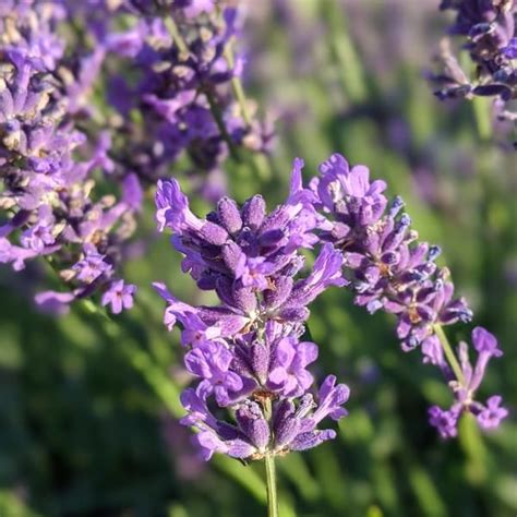 Lavanda G Seminte Planta Aromatica Medicinala Perena Lavandula