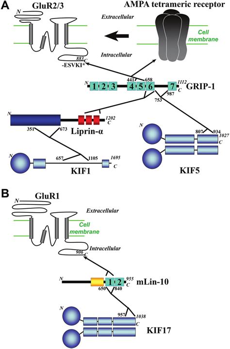 Major Binding Proteins In The Intracellular Transport Of Ampa