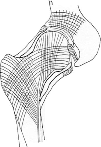 Lower Extremity Hip Flashcards Quizlet