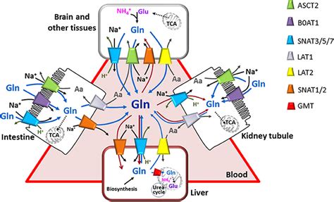 Frontiers Membrane Transporters For The Special Amino Acid Glutamine