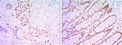 Klf Antibody Purified Mouse Monoclonal Antibody Wb Ihc E Buy Now