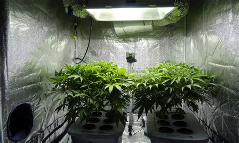 Grow Tent Ventilation What Home Growers Should Know Mycannabis