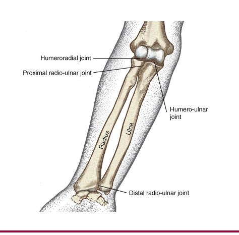 Elbow Forearm Anatomy Flashcards Quizlet