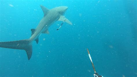 Spearfishing with sharks and sharks behaviour in Australia - YouTube