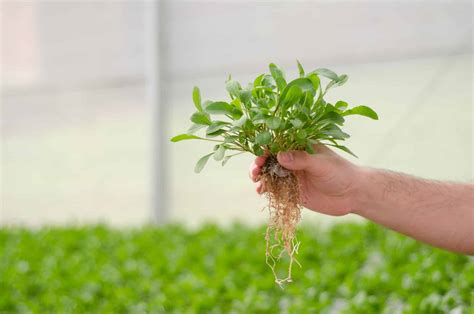 Hidropon A Lo Que Debes Saber De Este Tipo De Cultivo