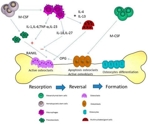 Macrophage In Pathogenesis Of Osteoporosis Encyclopedia Mdpi