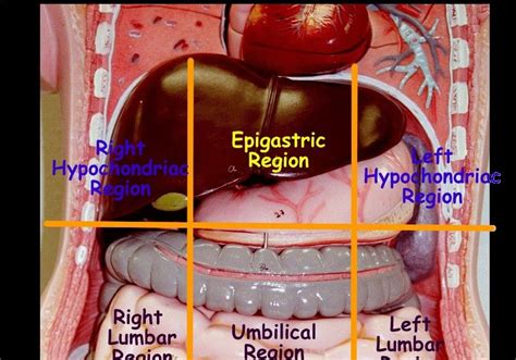 Stomach Anatomy Quadrants