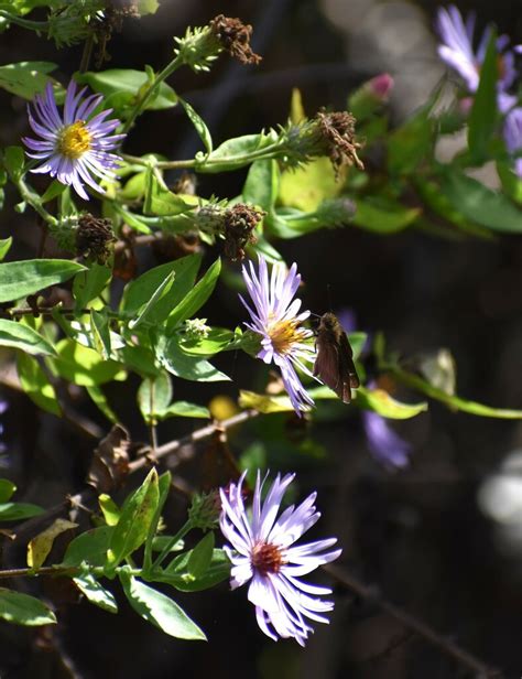 Ocola Skipper From Berkeley County Sc Usa On October At