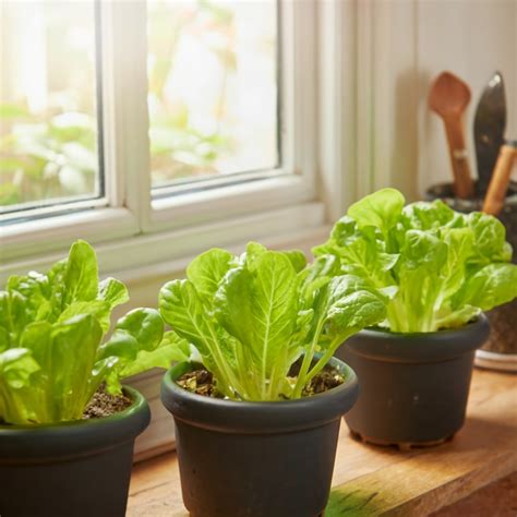 5 Easy Steps to Successfully Growing Lettuce from Seeds Indoors ...